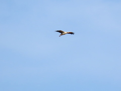 Ciconia ciconia