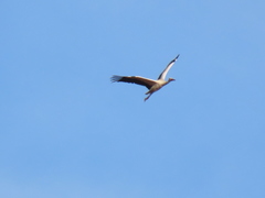 Ciconia ciconia