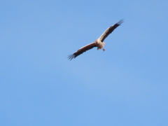 Ciconia ciconia