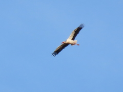Ciconia ciconia