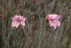 Gladiolus ornatus