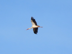 Ciconia ciconia