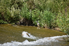 Nycticorax nycticorax