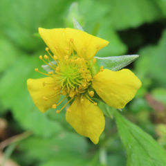 Geum japonicum