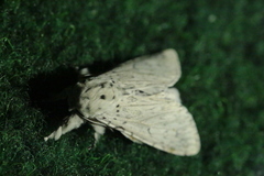 Cerura