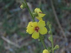 Verbascum sinuatum