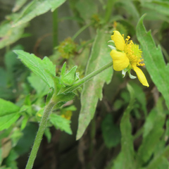 Geum japonicum