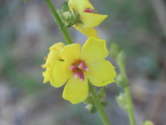 Verbascum sinuatum