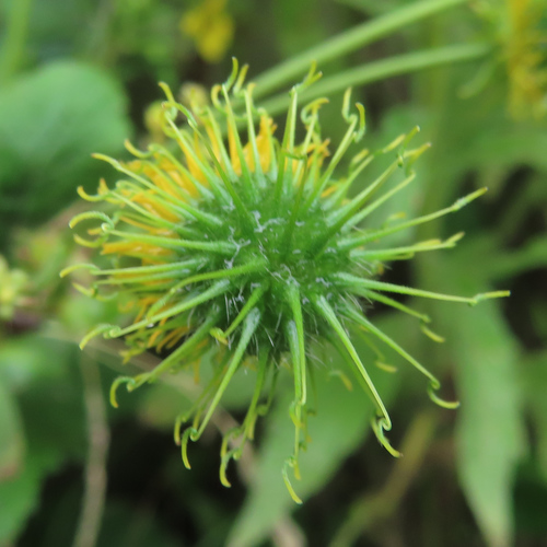 Image of Geum japonicum by (c) Timur Kalininsky, some rights reserved (CC BY)
