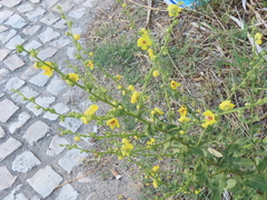 Verbascum sinuatum