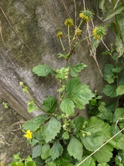 Geum japonicum