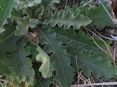Verbascum sinuatum