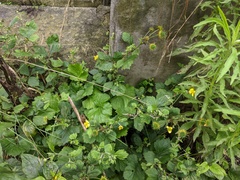 Geum japonicum