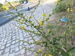 Verbascum sinuatum