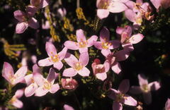 Lachnaea grandiflora