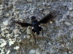 Anthrax aterrimus