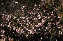 Lachnaea grandiflora