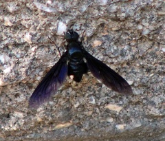 Anthrax aterrimus