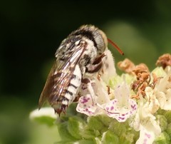 Coelioxys coturnix