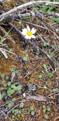 Chrysanthemum integrifolium