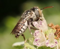 Coelioxys coturnix
