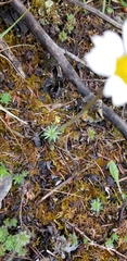 Chrysanthemum integrifolium