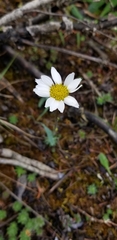 Chrysanthemum integrifolium