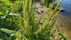 Rumex aquaticus