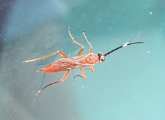 Pachysomoides fulvus