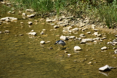 Nycticorax nycticorax