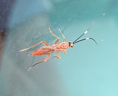 Pachysomoides fulvus