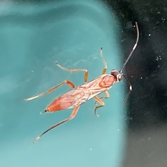 Pachysomoides fulvus