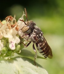Coelioxys coturnix