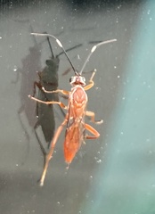 Pachysomoides fulvus