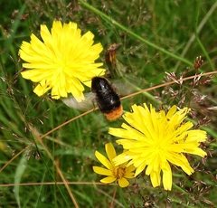Bombus lapidarius