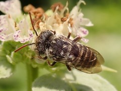 Coelioxys coturnix