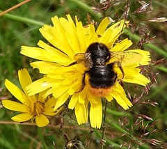 Bombus lapidarius