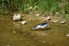 Nycticorax nycticorax