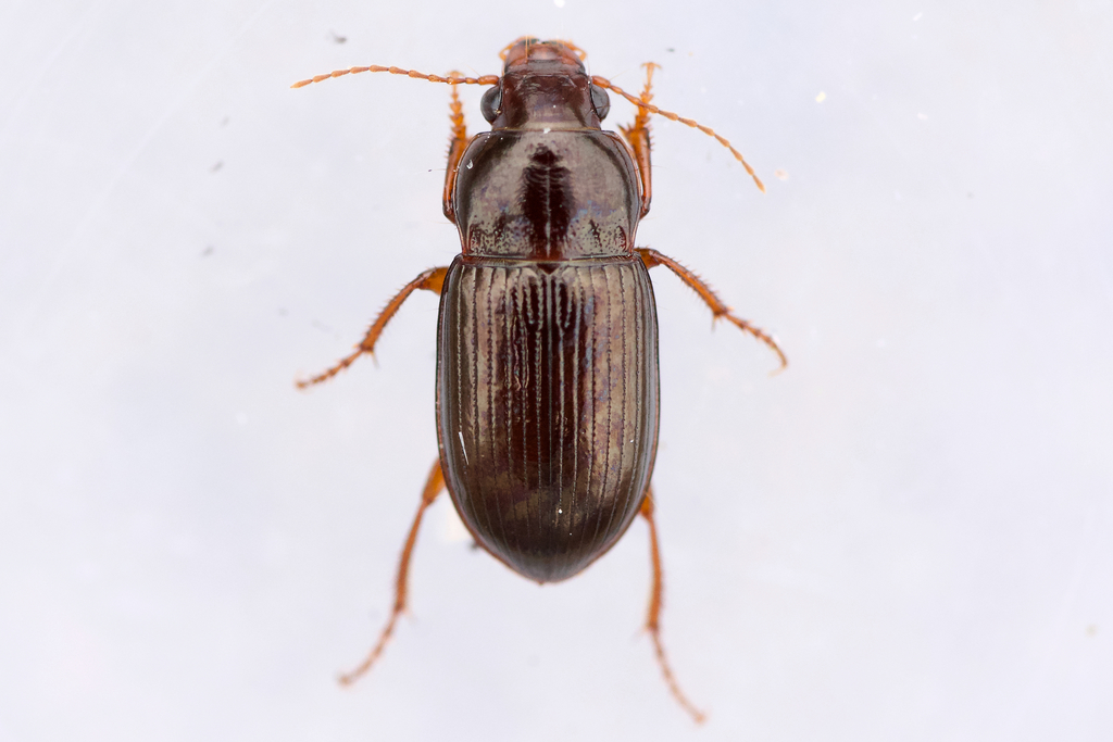 Exposed sun beetle