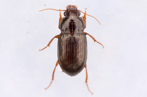 Exposed sun beetle