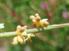 Resedaceae