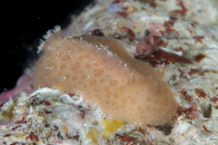 Discodoris branneri