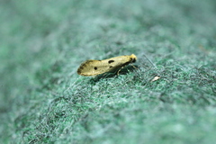 Tinea trinotella