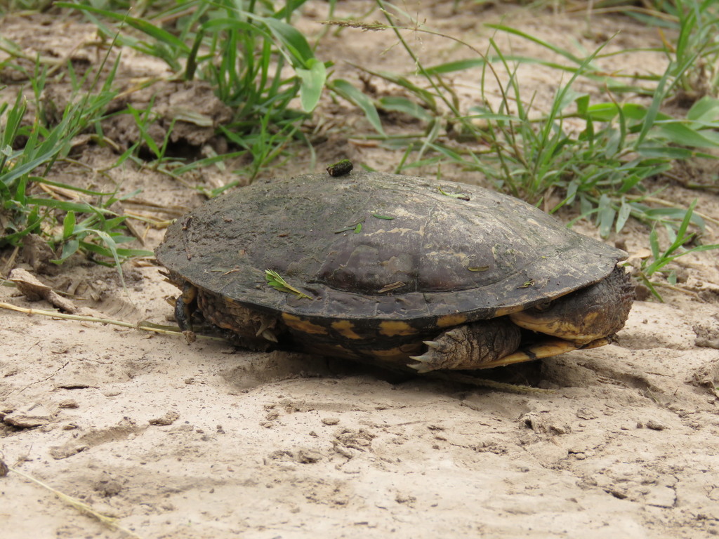 Acanthochelys pallidipectoris