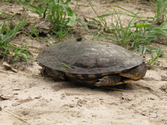 Acanthochelys pallidipectoris
