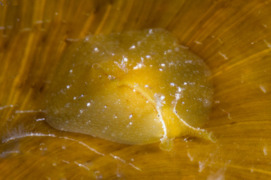 Phyllaplysia padinae