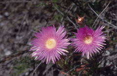 Lampranthus tenuifolius