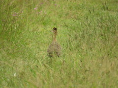 Rhynchotus rufescens