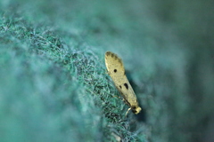 Tinea trinotella