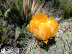 Opuntia perotensis